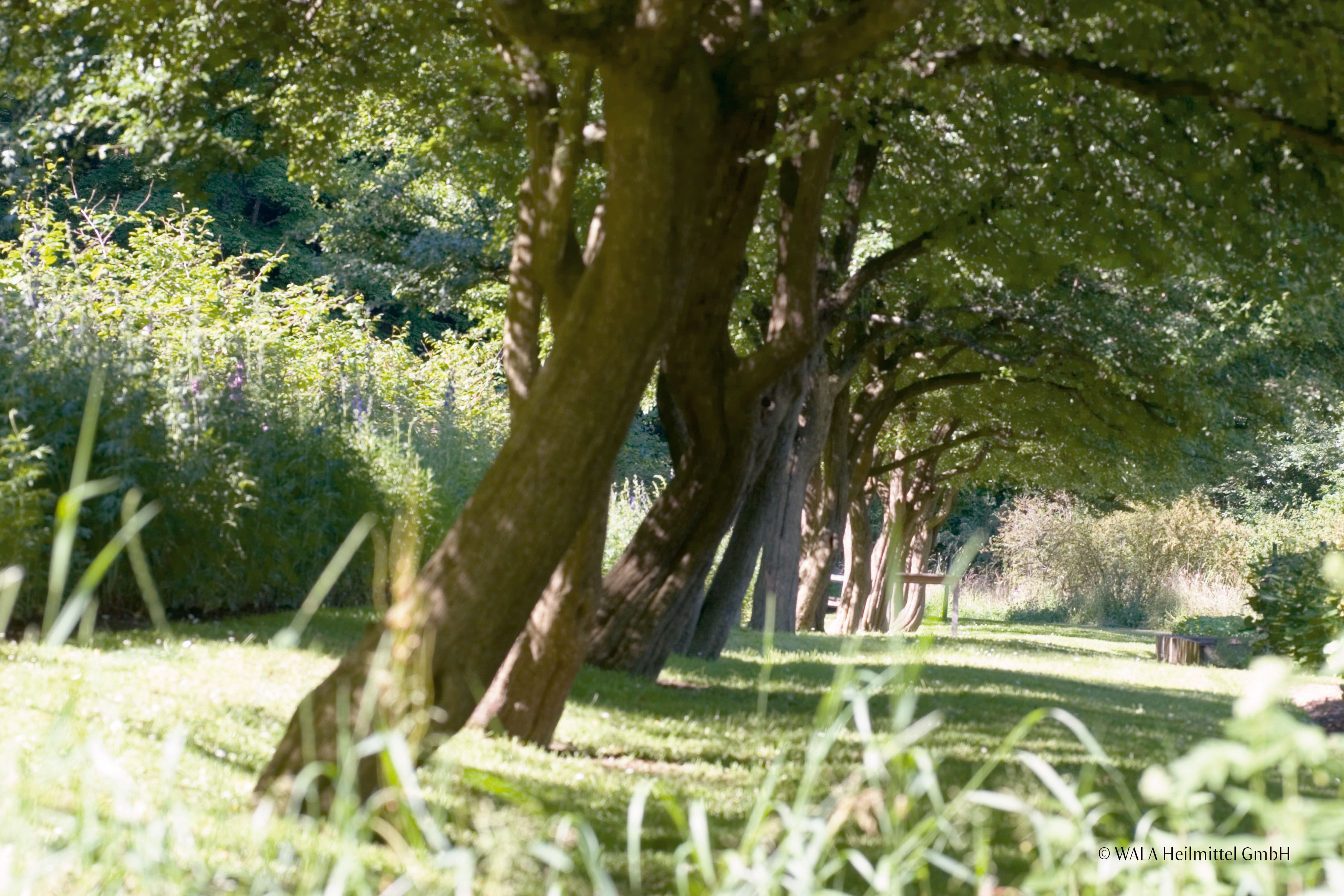 Jardin Dr.Hauschka